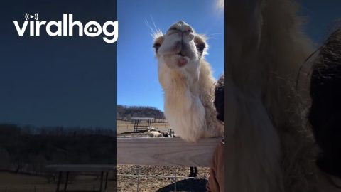Camel Bites Woman's Head || ViralHog