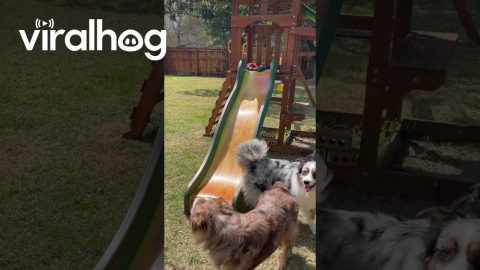 Australian Shepherd Attempts Slide Climb || ViralHog