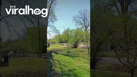 Cut Tree Branch Lands Perfectly Upright || ViralHog