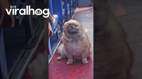 Spaniel Leans Into Bus Breeze || ViralHog