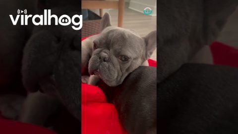Cuddly Frenchie Rests On Brother || ViralHog