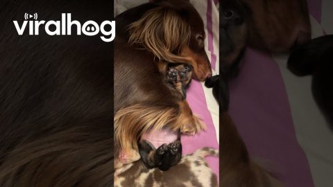 Newborn Dachshund Cuddles With Mom || ViralHog