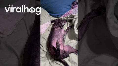 Harvey the Dog Hates Leaving Bed || ViralHog