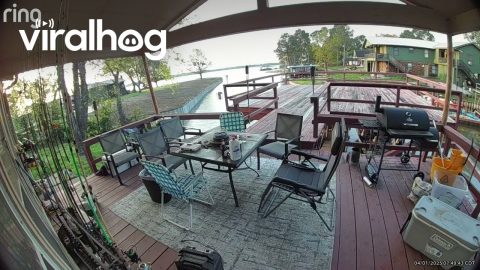 Three Furry Rascals Stealing in Broad Daylight || ViralHog