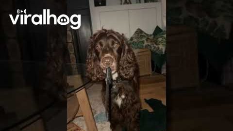 Cocker Spaniel Has a Knife || ViralHog