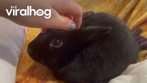 Bunny Demands Pets || ViralHog