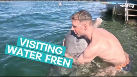 Dolphin Comes In For A Hug || ViralHog