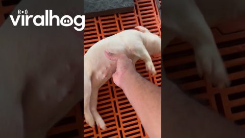 Piglet Refuses To Wake Up From Slumber || ViralHog