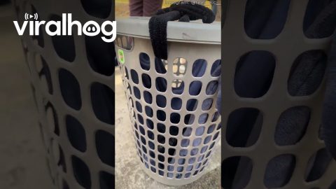 Low Cost DIY Cat Carrier || ViralHog