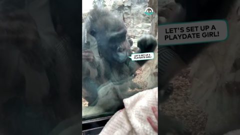 Mother Shares Unique Maternal Bond With Gorilla Mom || ViralHog