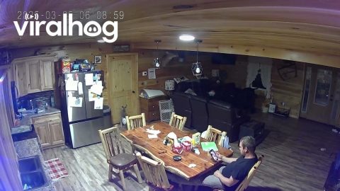 Man Unfazed by Kangaroo Jumping on Counter Top || ViralHog