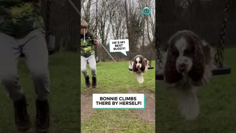 Dog Swings Next To Best Friend || ViralHog