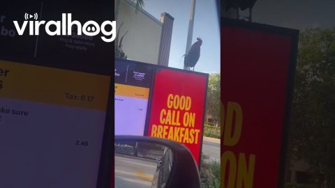 Rooster Perches On The Drive-Through Menu || ViralHog