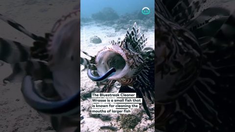 Lionfish Gets A Dental Cleaning || ViralHog