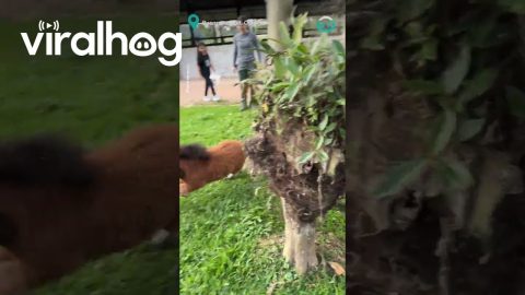 Miniature Horse Gets Big Zoomies || ViralHog