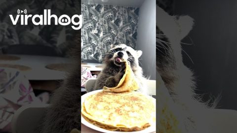 Raccoon Eats Pancakes With Pleasure || ViralHog