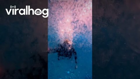 Swimming Through Hundreds of Jellyfish || ViralHog