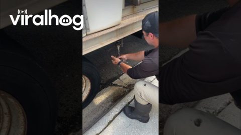 Saving a Gosling From a Storm Drain || ViralHog