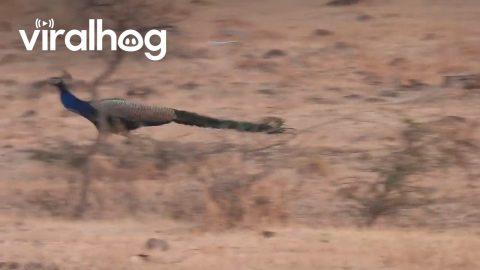 Feather Duster on the Run || ViralHog