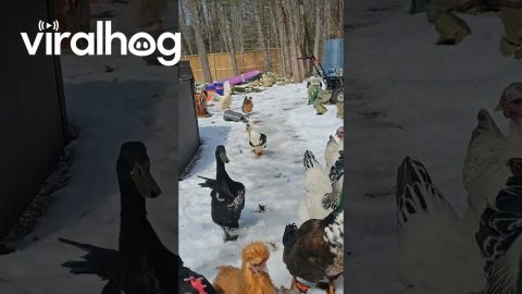 Domestic Farm Birds Welcome Owner Home || ViralHog