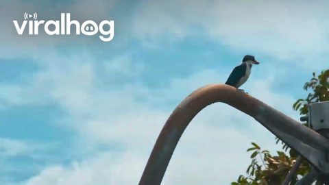 Spotted a Kingfisher Taking the Easy Route in Singapore || ViralHog