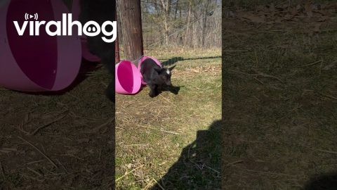 Baby Goat in an Easter Egg || ViralHog