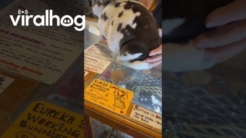 Local Shop Has Bunnies Working the Counter || ViralHog