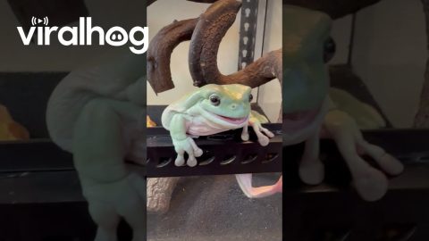 Hungry Frog || ViralHog