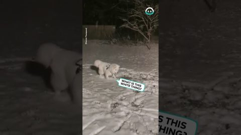 Samoyed Puppy Plays In The Snow for First Time || ViralHog