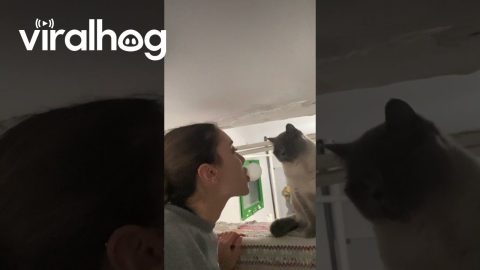Cat Pops Bubblegum Bubble || ViralHog