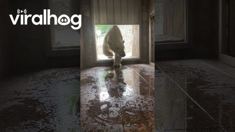 Polar Bear Pounces at Camera || ViralHog
