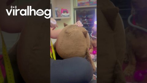 Stuffed Animal Stitched Together By Dachshund Dogtor || ViralHog