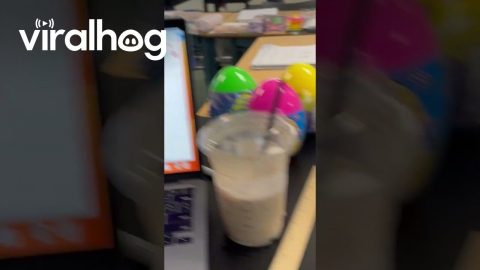 Squirrel In The Classroom || ViralHog
