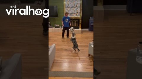 Border Collie Shows Off Soccer Skills || ViralHog