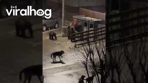 Bear Family Raids Garbage While Dogs Bark || ViralHog