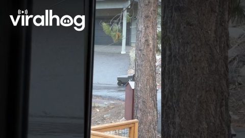 Trash Bin Mistaken for Cybertruck || ViralHog