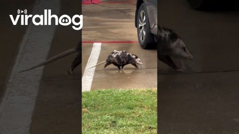Mama Opossum Carries Babies Through Parking Lot || ViralHog