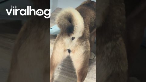 Tiny Bird Confidently Bullies Dogs || ViralHog