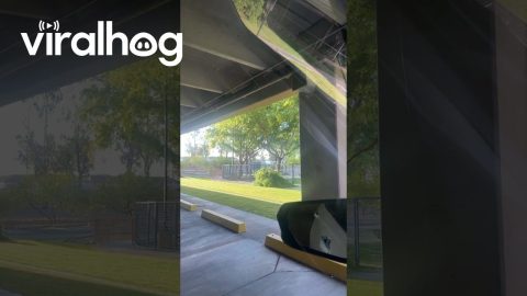 When the Foliage Decide It's Time to Leave || ViralHog