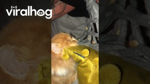 Growling Persian Cat Claims Crisps || ViralHog