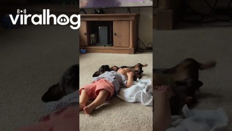 Best Friends Relax On Backs Together || ViralHog