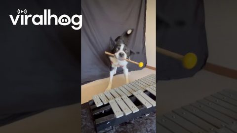 Dog's Jazzy Number for Glockenspiel || ViralHog
