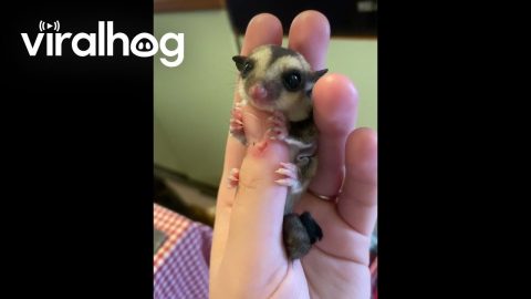 Baby Sugar Glider Clings To Thumb || ViralHog
