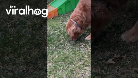 Golden Retriever Looks After Baby Bunnies || ViralHog