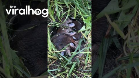 Baby Bunnies Found in the Backyard on Easter Morning || ViralHog
