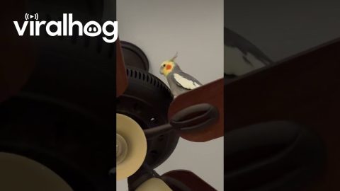 Cockatiel Taps Ceiling Fan || ViralHog