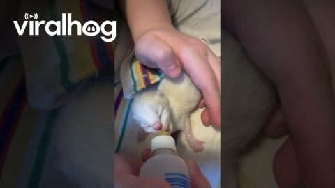 Bottle Feeding Ragdoll Kittens || ViralHog