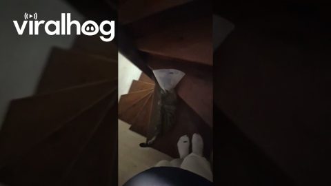 Cat In Cone Of Shame Struggles With Stairs || ViralHog