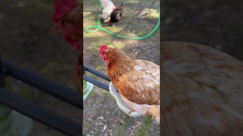 Hens Gently Swing On Spring Day || ViralHog