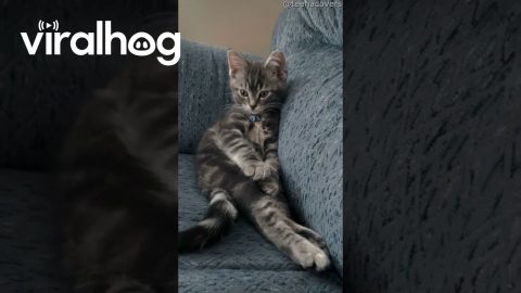 Cat Needs Privacy || ViralHog